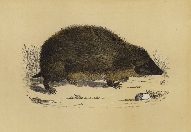 Hedge-Hog (colour litho) بواسطة مدرسة اللغة الإنجليزية