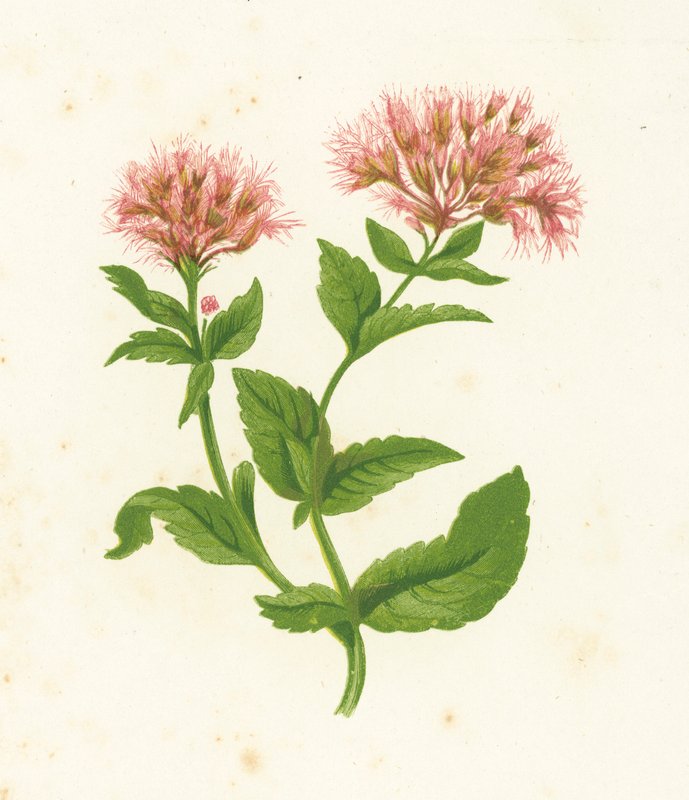 قنب أجريموني ، Eupatorium Cannabinum بواسطة مدرسة اللغة الإنجليزية