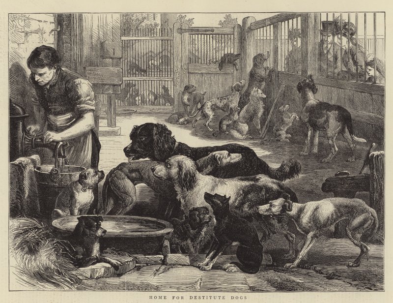Home for Destitute Dogs (engraving) بواسطة مدرسة اللغة الإنجليزية