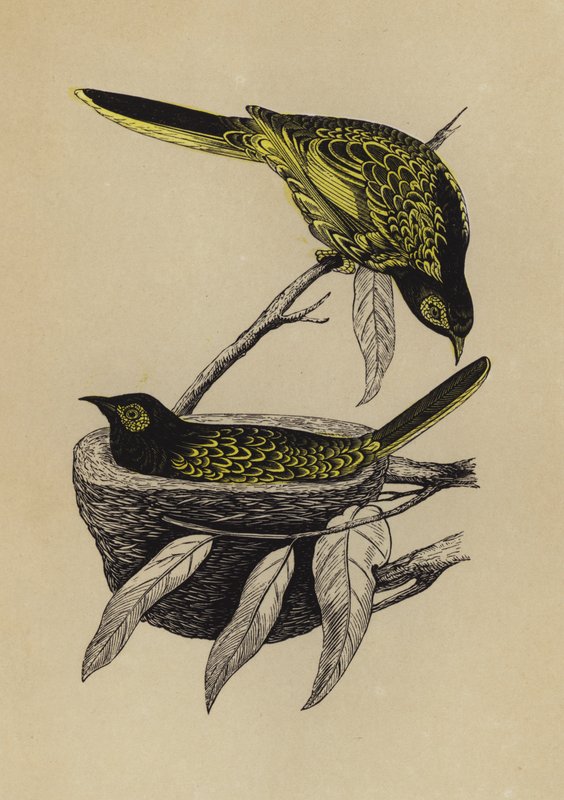 Honey-Eater (colour litho) بواسطة مدرسة اللغة الإنجليزية