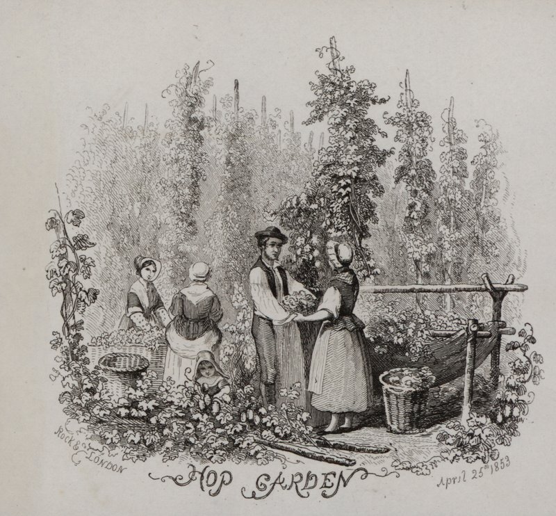 Hop garden (engraving) بواسطة مدرسة اللغة الإنجليزية