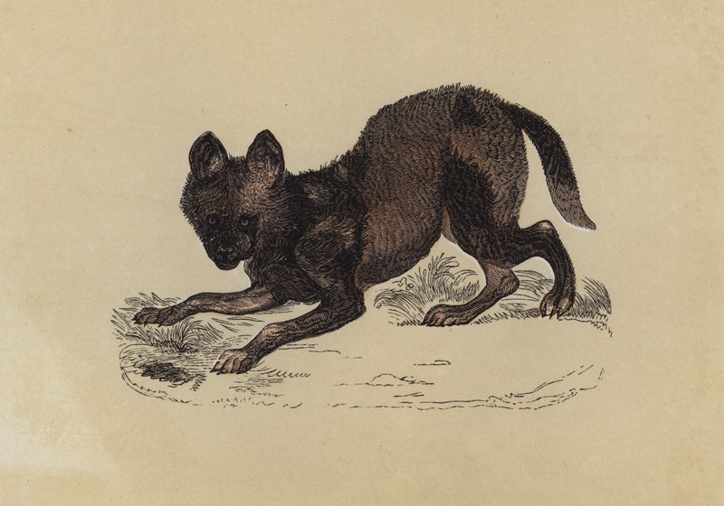 Hyaena Dog (colour litho) بواسطة مدرسة اللغة الإنجليزية