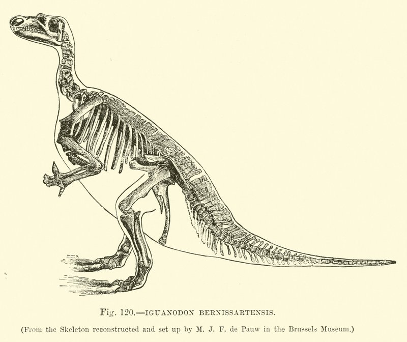 Iguanodon Bernissartensis بواسطة مدرسة اللغة الإنجليزية