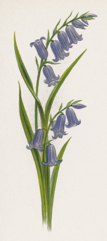 Illustration for A Dream of a Garden (colour litho) بواسطة مدرسة اللغة الإنجليزية