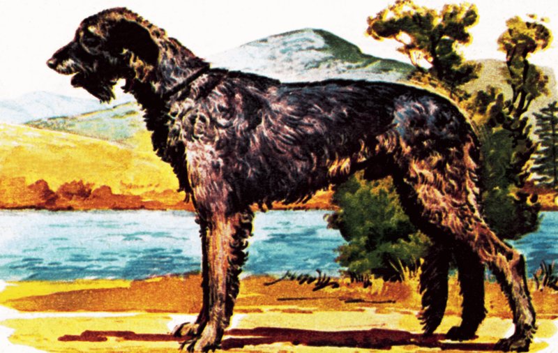 Wolfhound الايرلندية بواسطة مدرسة اللغة الإنجليزية