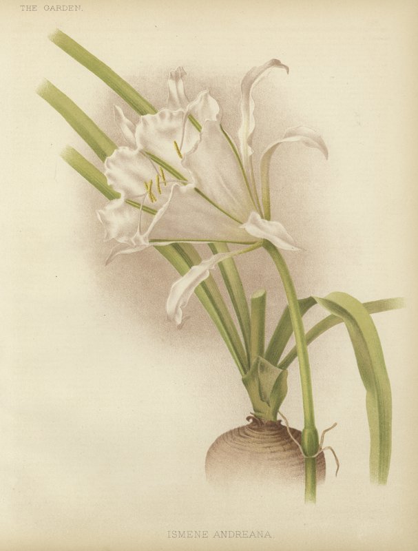 Ismene andreana بواسطة مدرسة اللغة الإنجليزية