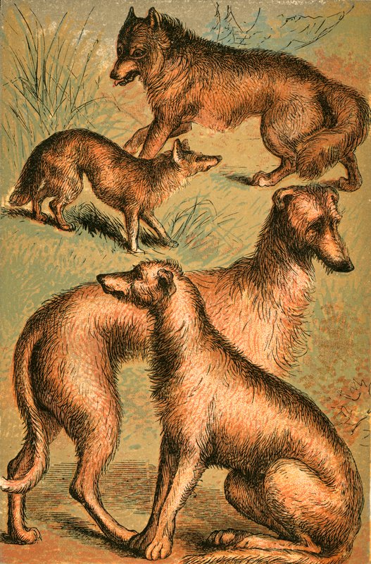 ابن آوى ، الذئب ، الذئب الأيرلندي و Deerhound بواسطة مدرسة اللغة الإنجليزية