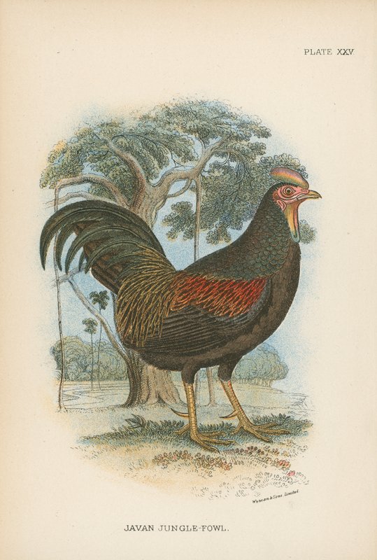 Javan Jungle-Fowl بواسطة مدرسة اللغة الإنجليزية