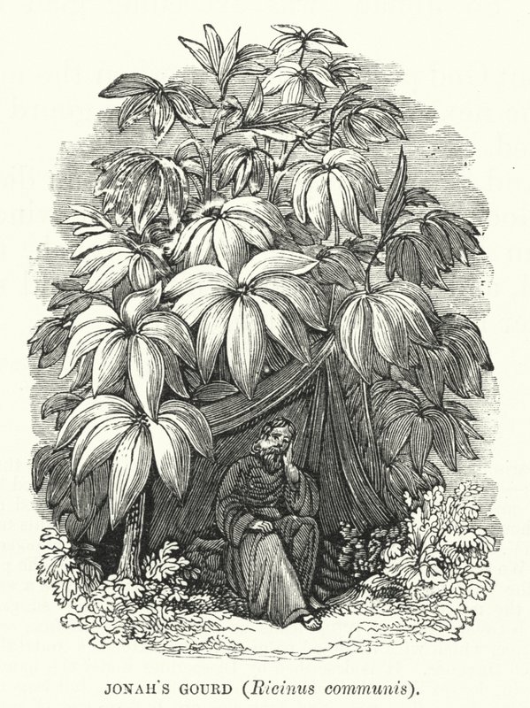 قرع يونان ، Ricinus communis (نقش) بواسطة مدرسة اللغة الإنجليزية