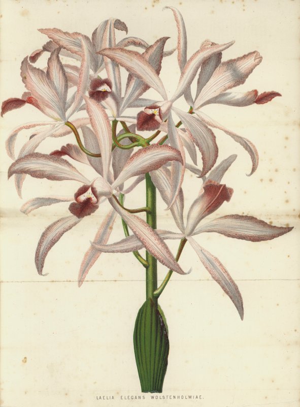 Laelia Elegans Wolstenholmiae بواسطة مدرسة اللغة الإنجليزية
