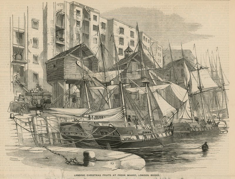 زراعة ثمار الكريسماس في Fresh Wharf بواسطة مدرسة اللغة الإنجليزية