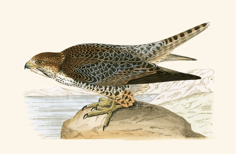 Lanner Falcon ، رسم توضيحي من "تاريخ طيور أوروبا غير المرصودة في الجزر البريطانية" بقلم تشارلز روبرت بري (1811-1886) ، نشر عام 1867 بواسطة مدرسة اللغة الإنجليزية