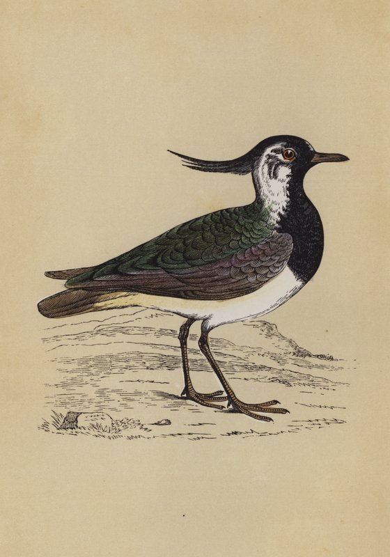 Lapwing (colour litho) بواسطة مدرسة اللغة الإنجليزية