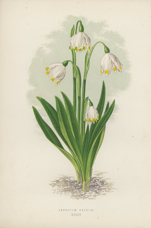 Leucojum Vernum (لون ليثو) بواسطة مدرسة اللغة الإنجليزية