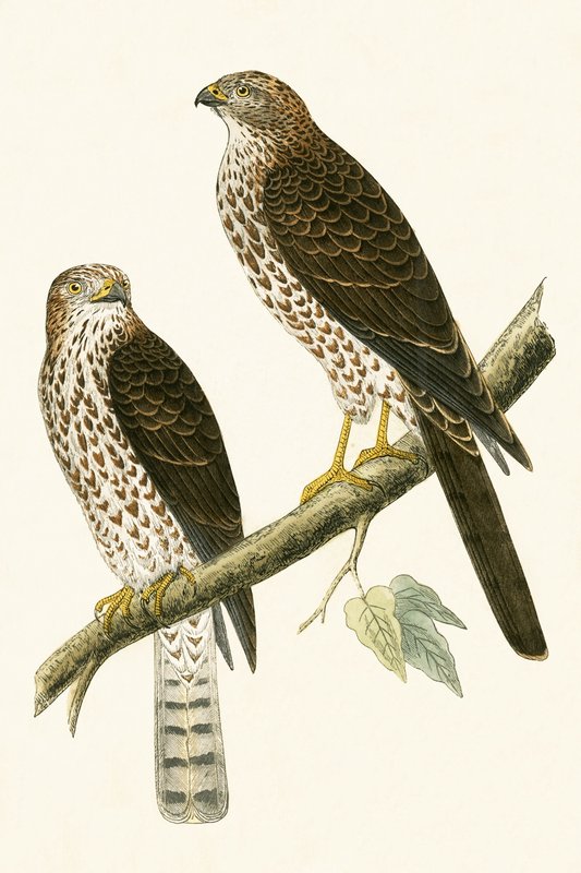 Levant Sparrow Hawk ، رسم توضيحي من "تاريخ طيور أوروبا غير المرصودة في الجزر البريطانية" بقلم تشارلز روبرت بري (1811-1886) ، نشر عام 1867 بواسطة مدرسة اللغة الإنجليزية