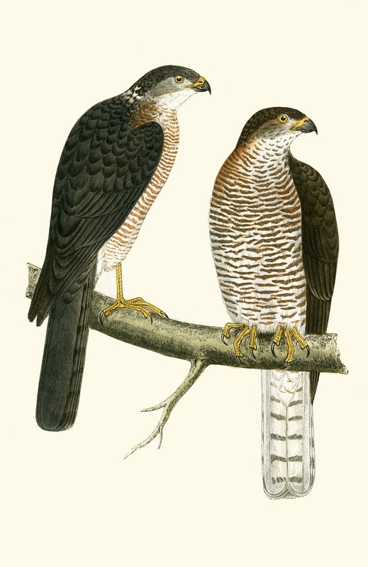 Levant Sparrow Hawk ، رسم توضيحي من "تاريخ طيور أوروبا غير المرصودة في الجزر البريطانية" بقلم تشارلز روبرت بري (1811-1886) ، نشر عام 1867 بواسطة مدرسة اللغة الإنجليزية