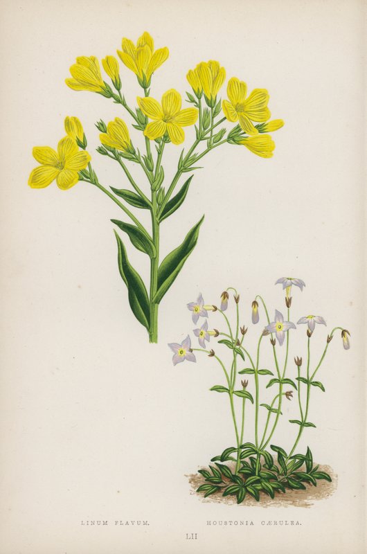 كتان أصفر Houstonia Blue (لون ليثو) بواسطة مدرسة اللغة الإنجليزية