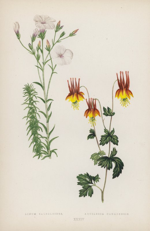 لينوم سالسوليدس Aquilegia Canadensis (لون ليثو) بواسطة مدرسة اللغة الإنجليزية