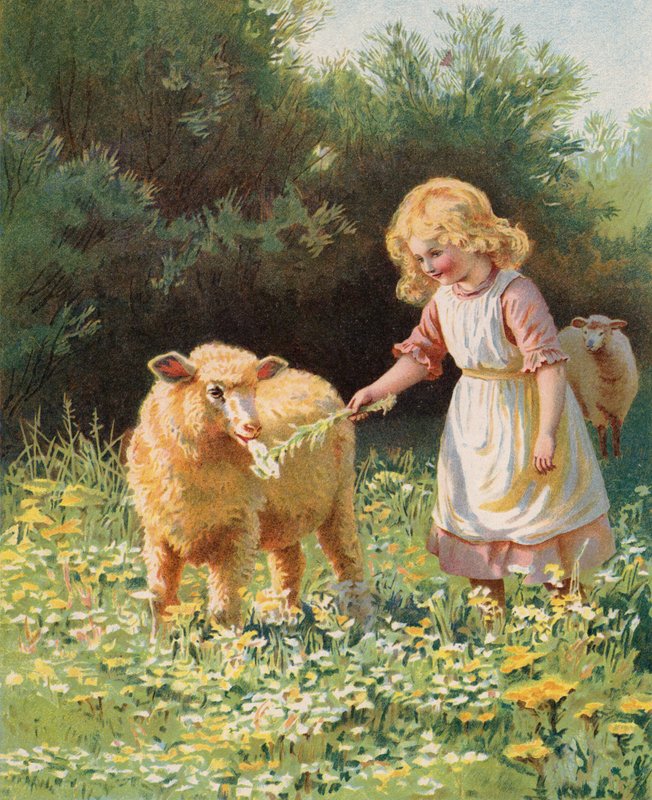 فتاة صغيرة تغذي زهرة إلى شاة في مرج (كروموليثو) بواسطة مدرسة اللغة الإنجليزية
