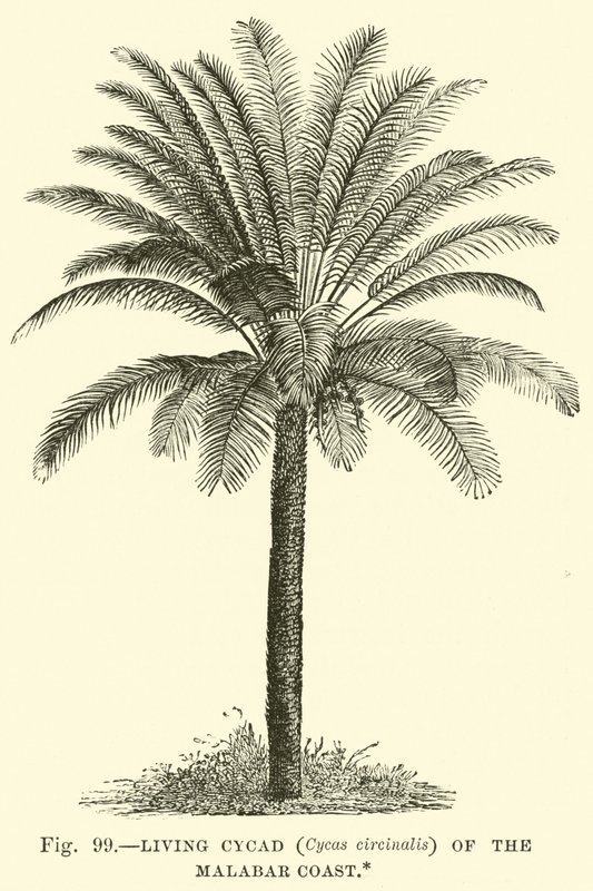 Cycad الحية (Cycas circinalis) من ساحل مالابار بواسطة مدرسة اللغة الإنجليزية