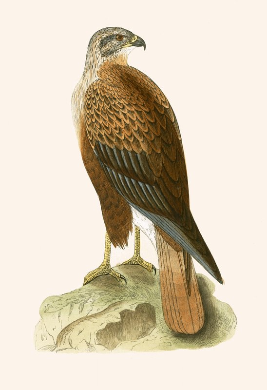 Buzzard Long Legged ، التوضيح من "تاريخ طيور أوروبا غير المرصودة في الجزر البريطانية" بقلم تشارلز روبرت بري (1811-1886) ، نشر عام 1867 (لون ليثو) بواسطة مدرسة اللغة الإنجليزية