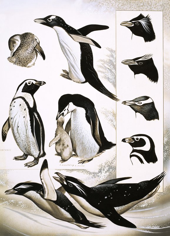 النظر إلى الطبيعة: ما هي البطاريق Spheniscidae! بواسطة مدرسة اللغة الإنجليزية