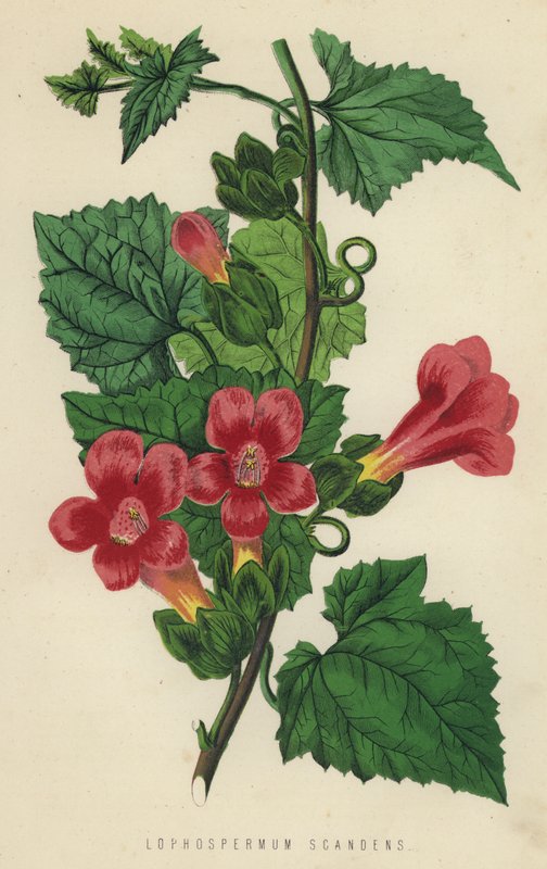 Lophospermum Scandens (الكروموليث) بواسطة مدرسة اللغة الإنجليزية