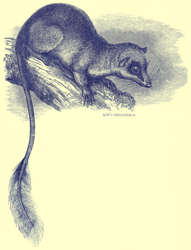 منخفضات Ptilocerque ، التوضيح من Cassells Natural History بواسطة مدرسة اللغة الإنجليزية