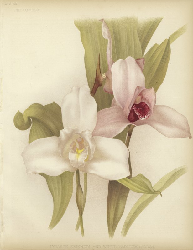 Lycaste skinneri والأبيض متنوعة بواسطة مدرسة اللغة الإنجليزية
