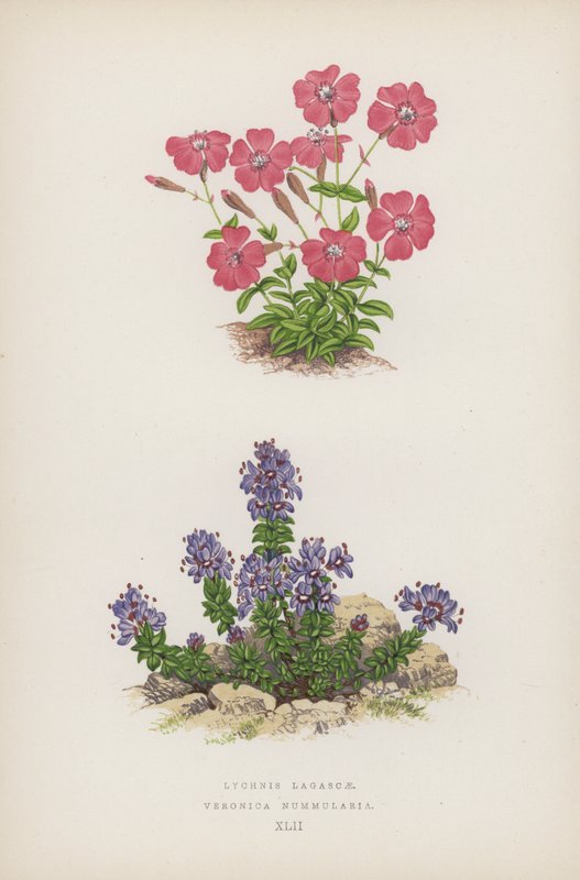 Lychnis Lagascae فيرونيكا نومولاريا (لون ليثو) بواسطة مدرسة اللغة الإنجليزية
