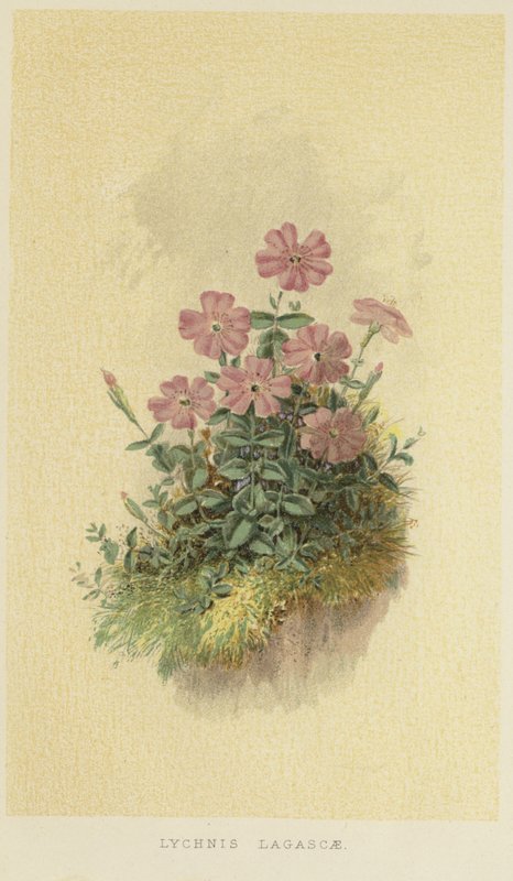 Lychnis lagascae بواسطة مدرسة اللغة الإنجليزية