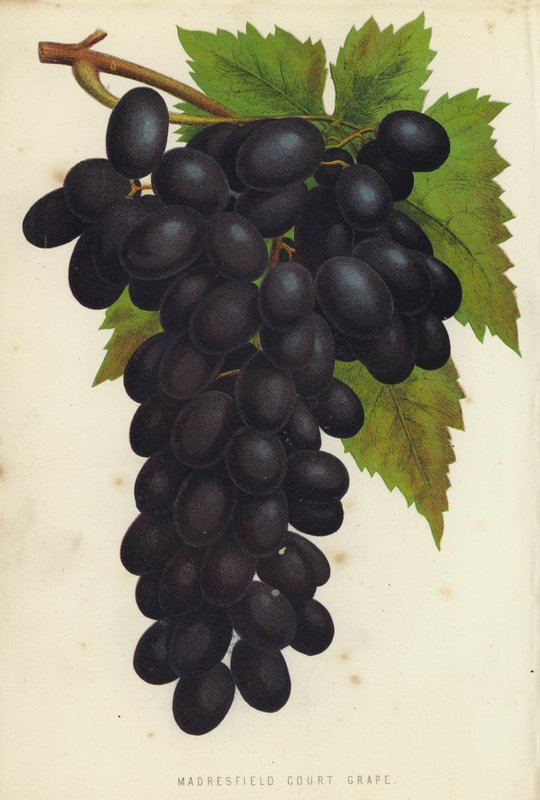 Madresfield Court Grape بواسطة مدرسة اللغة الإنجليزية