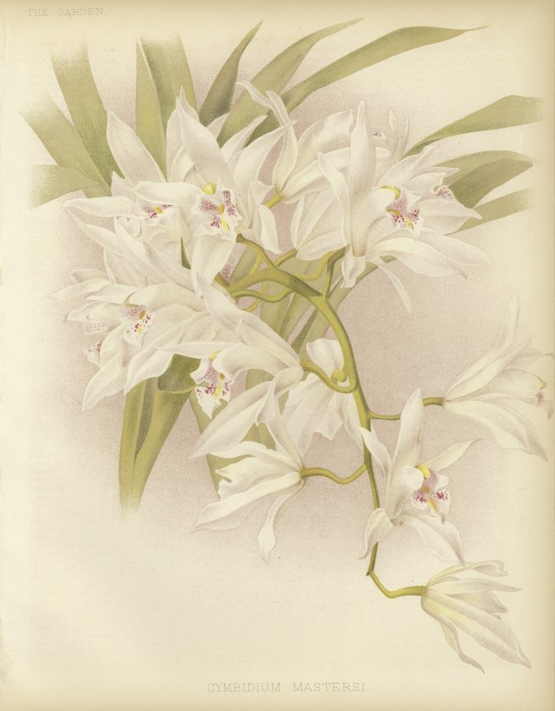 الماجستير Cymbidium بواسطة مدرسة اللغة الإنجليزية