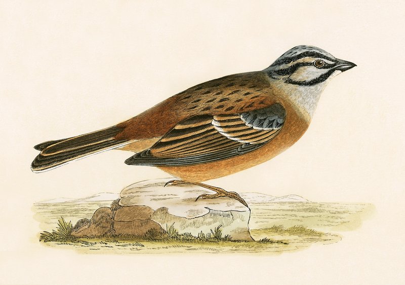Meadow Bunting ، توضيح من "تاريخ طيور أوروبا غير المرصودة في الجزر البريطانية" بقلم تشارلز روبرت بري (1811-1886) ، نشر عام 1867 بواسطة مدرسة اللغة الإنجليزية