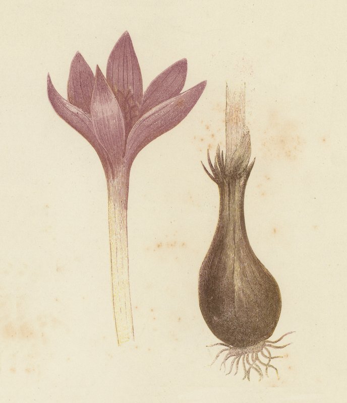 مرج الزعفران ، Colchicum Autumnale (لون ليثو) بواسطة مدرسة اللغة الإنجليزية