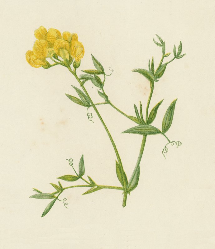 Meadow Vetchling ، Lathyrus Pratensis (لون ليثو) بواسطة مدرسة اللغة الإنجليزية