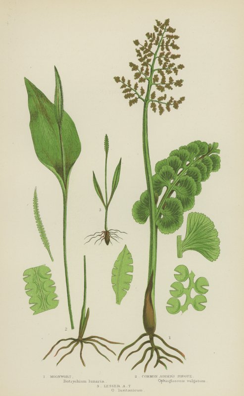 Moonwort ، لسان الأفعى الشائع ، لسان الأفعى الصغرى (اللون الصخري) بواسطة مدرسة اللغة الإنجليزية