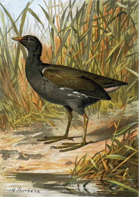 Moorhen بواسطة مدرسة اللغة الإنجليزية