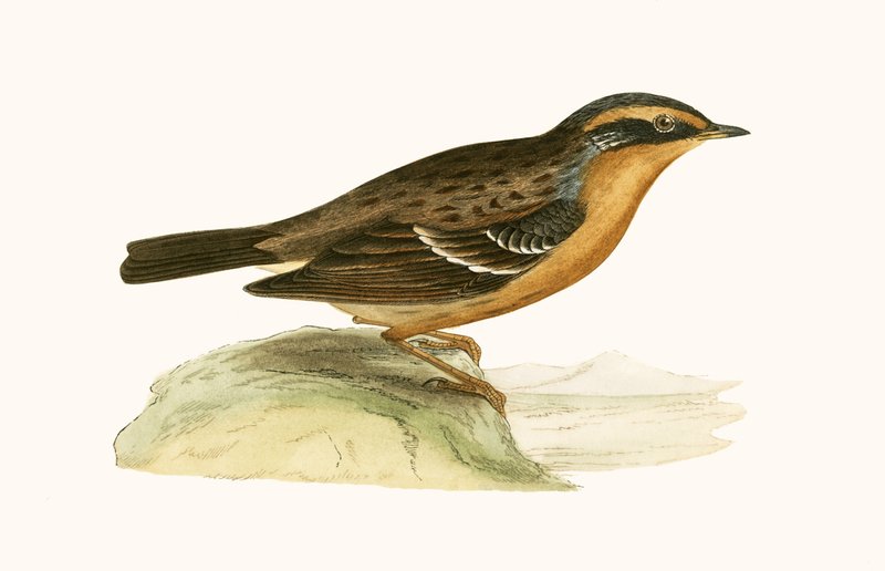 Accentor الجبلي ، توضيح من "تاريخ طيور أوروبا غير المرصودة في الجزر البريطانية" بقلم تشارلز روبرت بري (1811-1886) ، نشر عام 1867 بواسطة مدرسة اللغة الإنجليزية