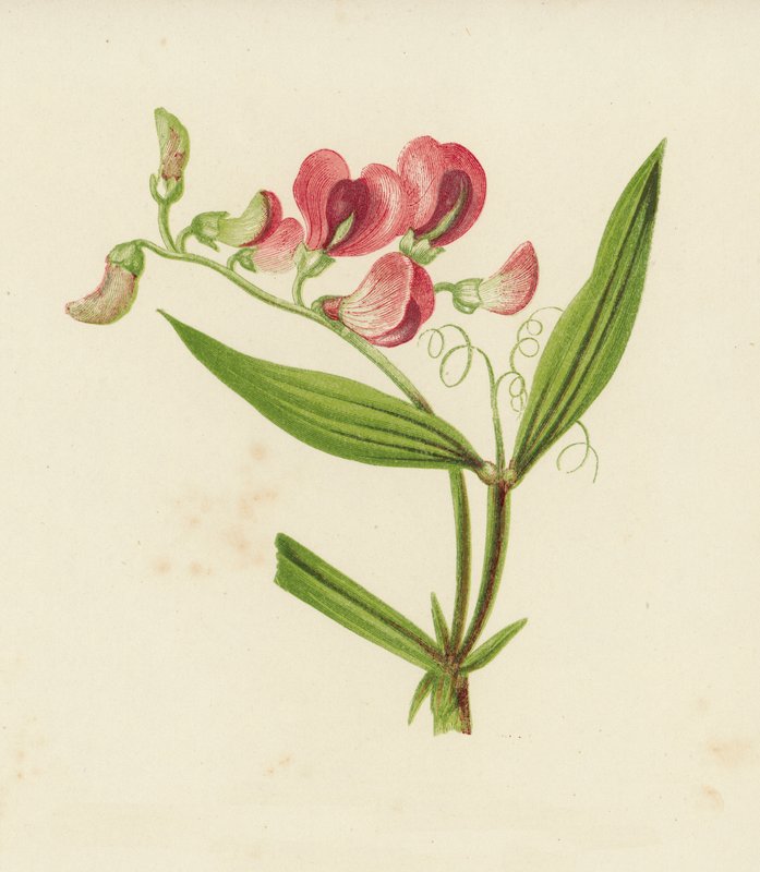 البازلاء الدائمة ذات الأوراق الضيقة ، Lathyrus Sylvestris (لون ليثو) بواسطة مدرسة اللغة الإنجليزية