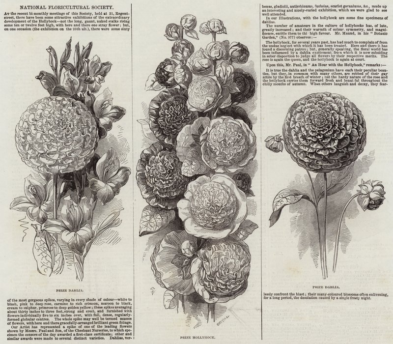 National Floricultural Society (engraving) بواسطة مدرسة اللغة الإنجليزية