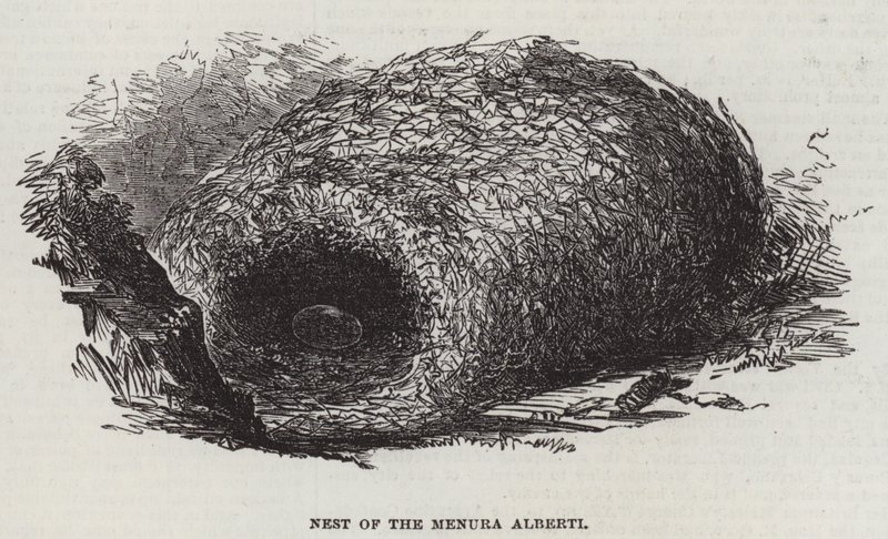 Nest of the Menura Alberti (engraving) بواسطة مدرسة اللغة الإنجليزية