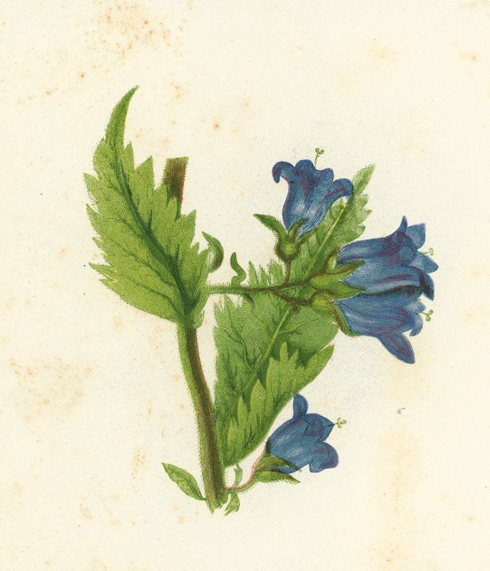 نبات زهرة نبات القراص ، Campanula Trachelium بواسطة مدرسة اللغة الإنجليزية