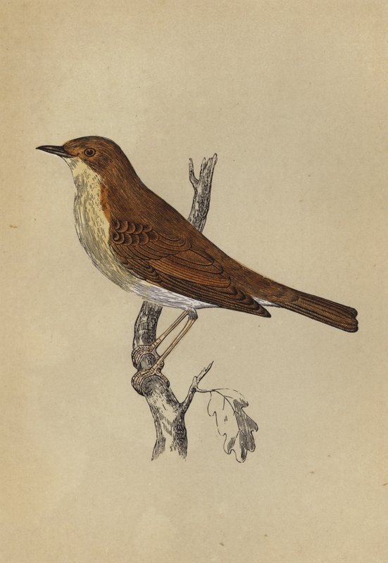 Nightingale (colour litho) بواسطة مدرسة اللغة الإنجليزية