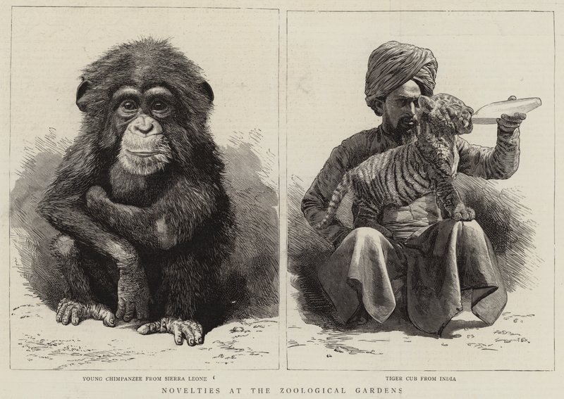 Novelties at the Zoological Gardens (engraving) بواسطة مدرسة اللغة الإنجليزية