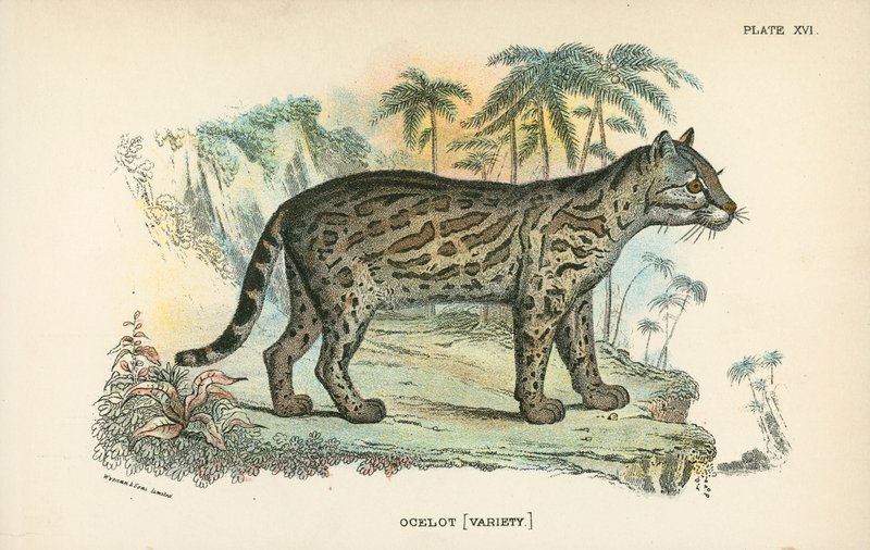 Ocelot [متنوعة] بواسطة مدرسة اللغة الإنجليزية