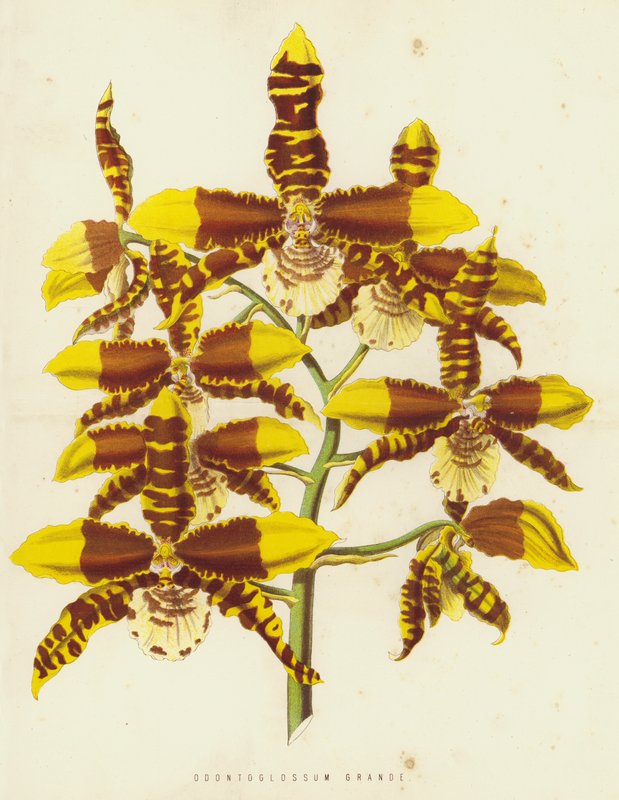 Odontoglossum كبير بواسطة مدرسة اللغة الإنجليزية