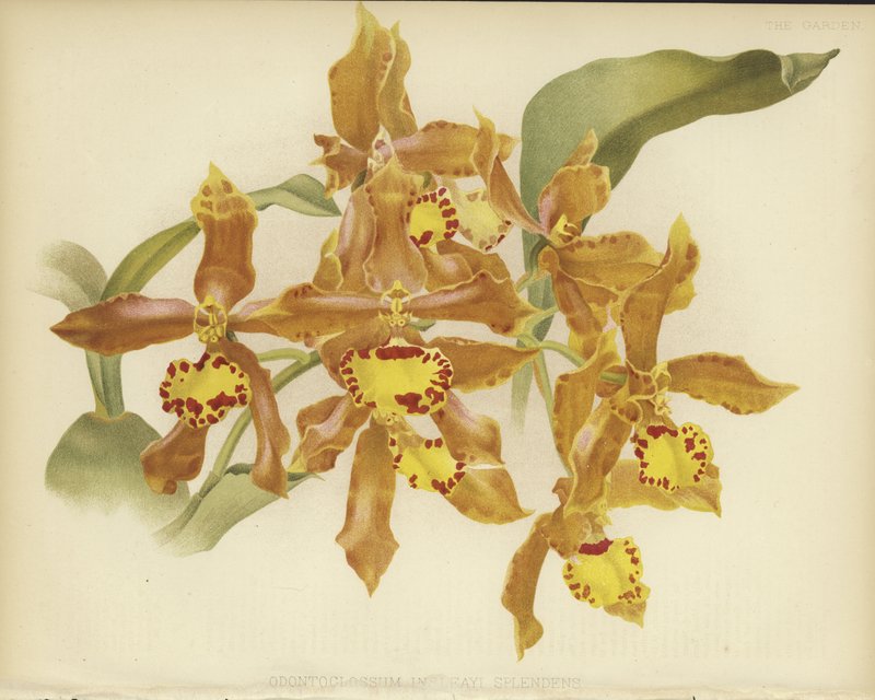 يتوهج insonteai odontoglossum بواسطة مدرسة اللغة الإنجليزية