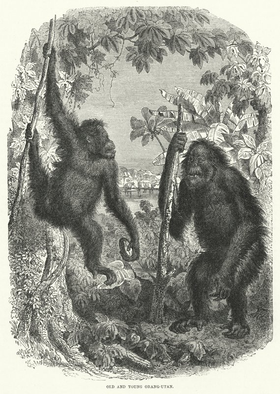 Old and Young Orang-Utan (engraving) بواسطة مدرسة اللغة الإنجليزية