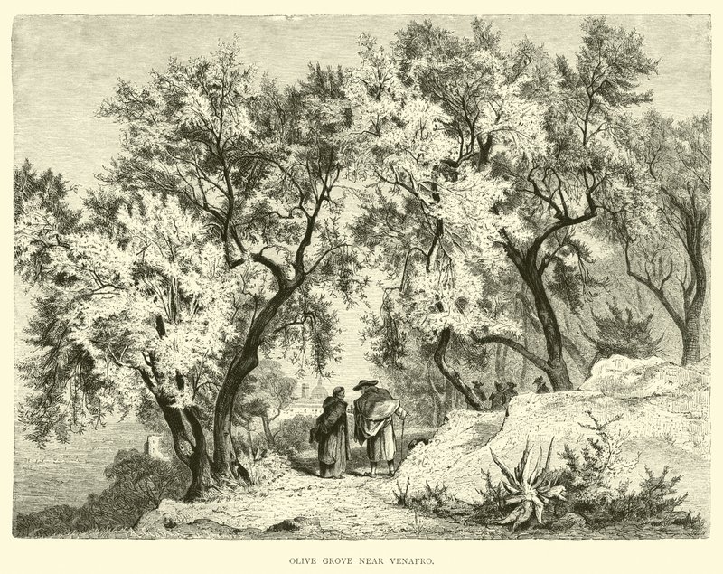 Olive Grove قرب Venafro بواسطة مدرسة اللغة الإنجليزية